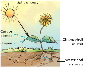 Diagram Showing Photosynthesis